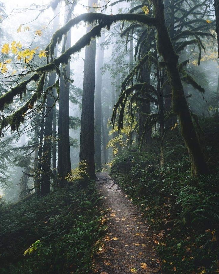 elemmiressoul's tweet photo. divine forest. https://t.co/pfctao06KS