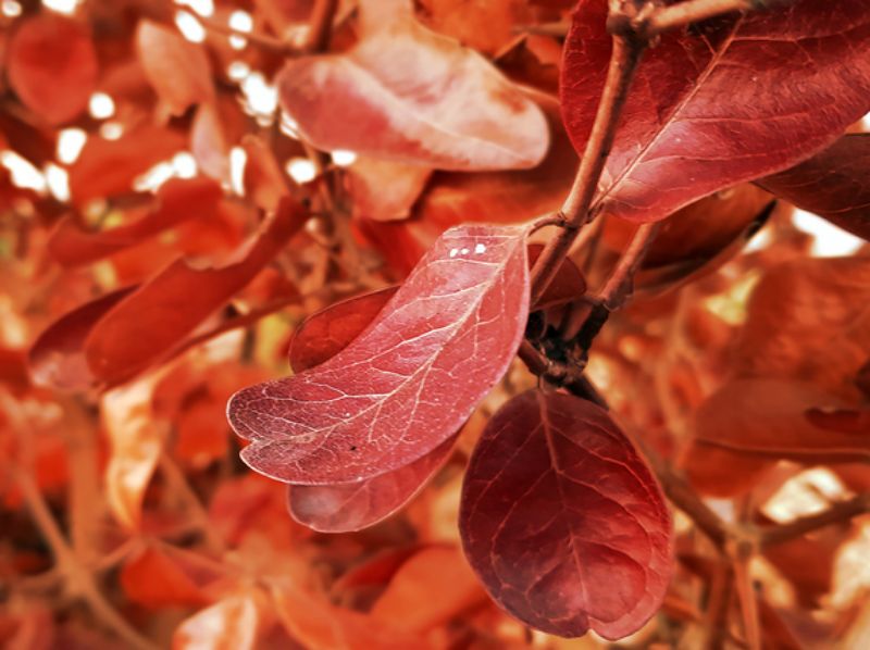 HomeopathyPlus's tweet photo. Help for Beech Trees & Moths.
Did you know that homeopathic remedies help copper beech trees with phypophtora? Or stops pantry moths eating your fabric? Kaviraj responded to these and other concerns.
https://t.co/GgWo0yBklE
#beechtrees #moths #copperbeech https://t.co/2jXT3fR1WY