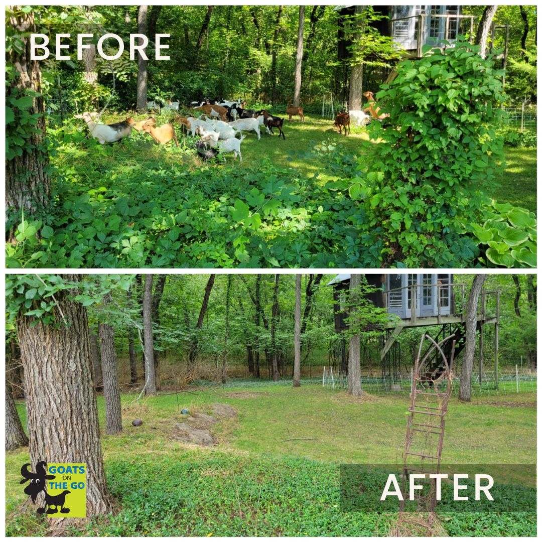 Let the pictures speak for themselves – targeted grazing with Goats On The Go® can work transformative wonders on your property!👍️🐐

Visit goatsonthego.com to learn more! 

(📸Goats On The Go® Lawrence-KC)

#goatgrazing #goatrental #targetedgrazing #goatsonthego