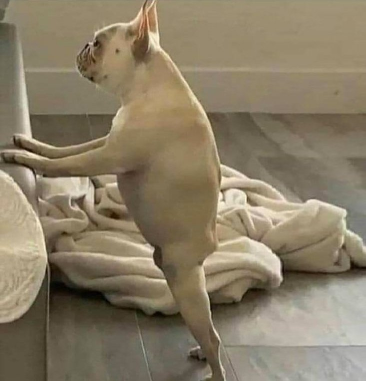 _IDVL's tweet photo. Ce chien c'est littéralement tous les mecs de + de 30 ans en Jean's Slim 😭 https://t.co/lyCmjUndT3