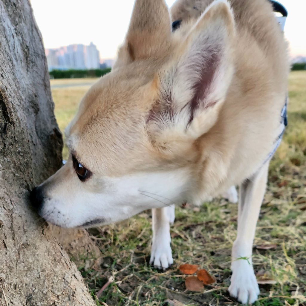kobachibi007's tweet photo. 空気が冷たい💦
#朝んぽ 🐾
#鼻がテカテカ https://t.co/RmUNAwNPAP