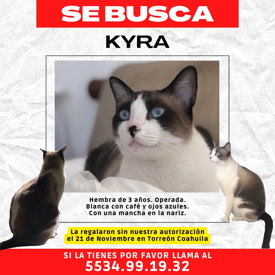 Renata Villarreal tweet media