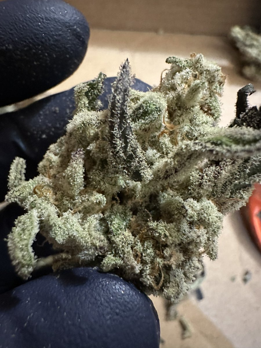 LCCGenetics's tweet photo. I’m always amazed at the looks of this cultivar, no matter how many times I harvest her. So sexy! 🥶
#miraclealiencookies #mac1 #capulator #CannabisCommunity https://t.co/ihJxrhLrCd