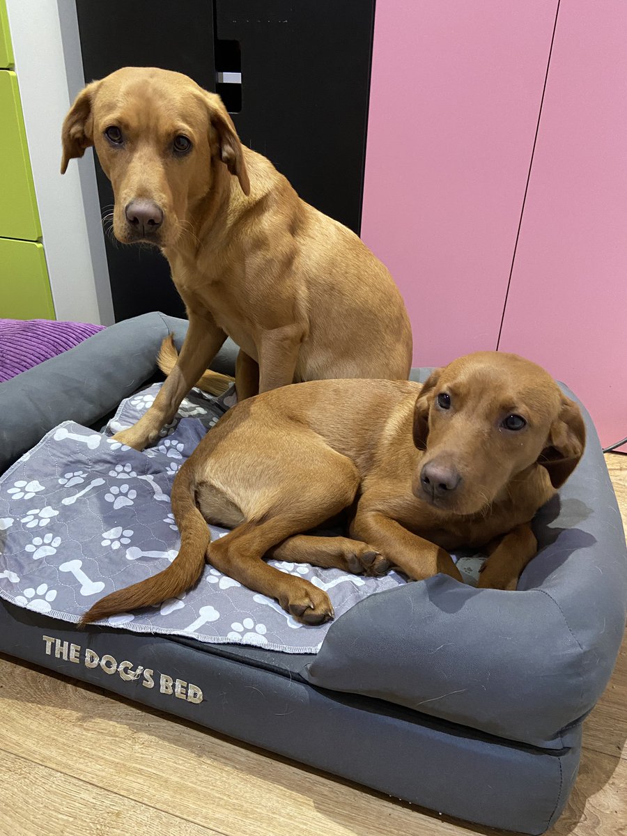foxredlabdogs's tweet photo. Somebody’s sitting on my bed ……🥺#tuesdayvibe #bedtime #mybed #ImACelebrity get out of here! #Dogsoftwitter https://t.co/8h35AL5wke