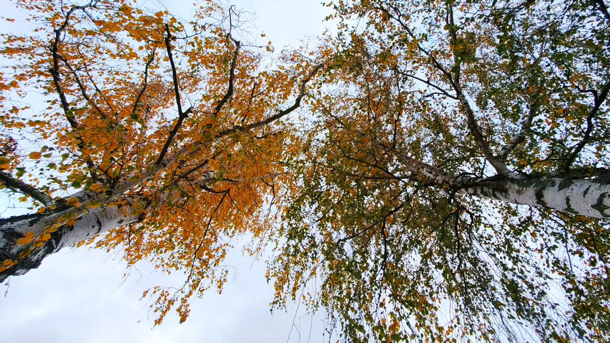 StephaneNature's tweet photo. I favor a colorful life in harmony to nature, not only at #Thicktrunktuesday 🌳🧑🦽🚶🍃🚵🏕️🍁👫🍂
#Trees #Forests #TreeRide #Biodiversity #ShinrinYoku
#PeaceInFreedom #HumanRights #RussiansGoHome https://t.co/Y8hLGqneZA