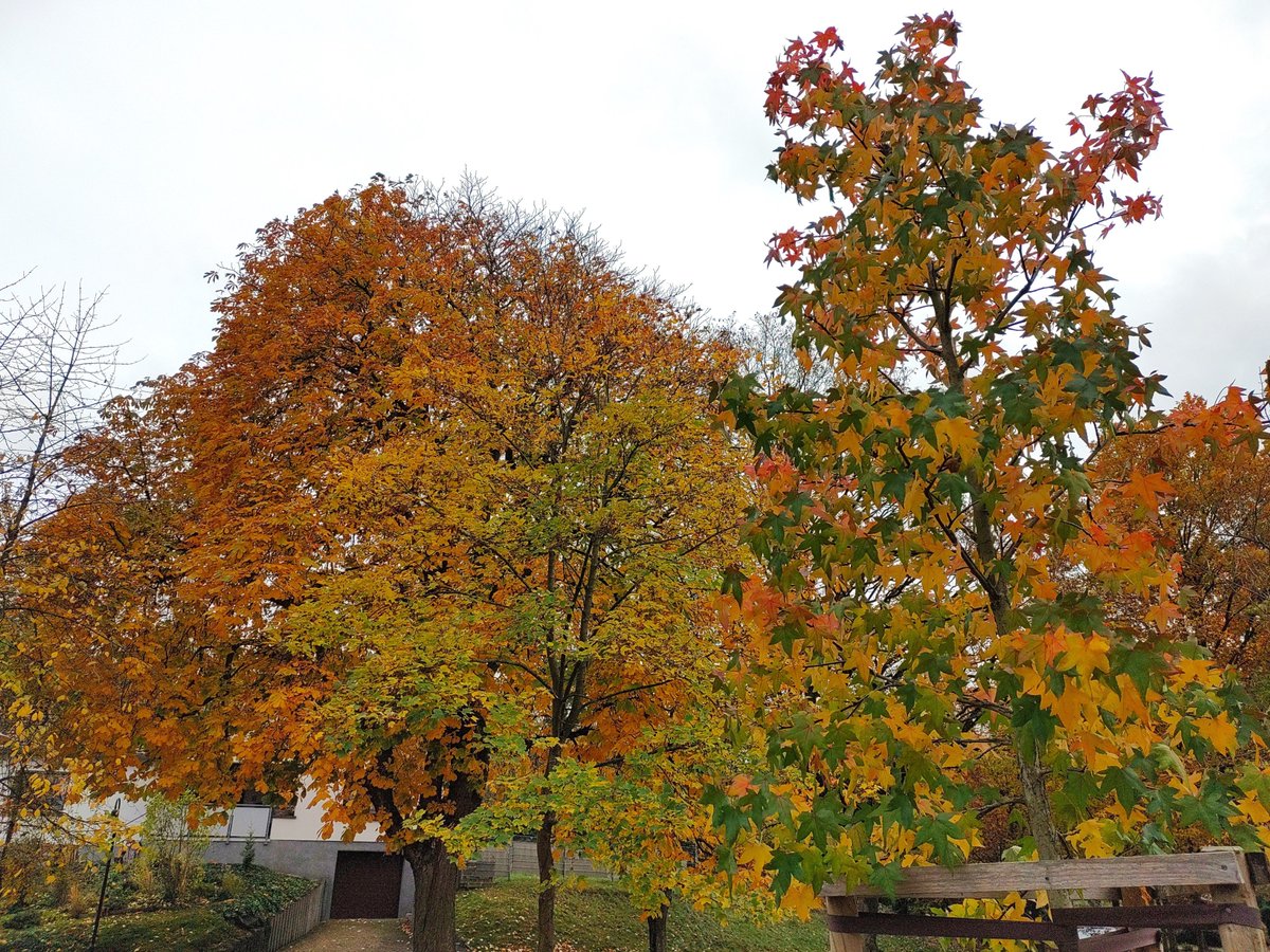 StephaneNature's tweet photo. I favor a colorful life in harmony to nature, not only at #Thicktrunktuesday 🌳🧑🦽🚶🍃🚵🏕️🍁👫🍂
#Trees #Forests #TreeRide #Biodiversity #ShinrinYoku
#PeaceInFreedom #HumanRights #RussiansGoHome https://t.co/Y8hLGqneZA