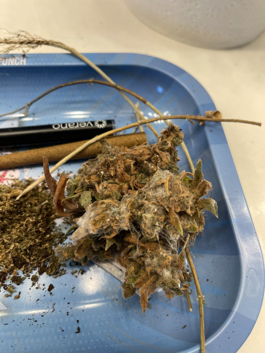 Zito 🐐💨🎖️ tweet media