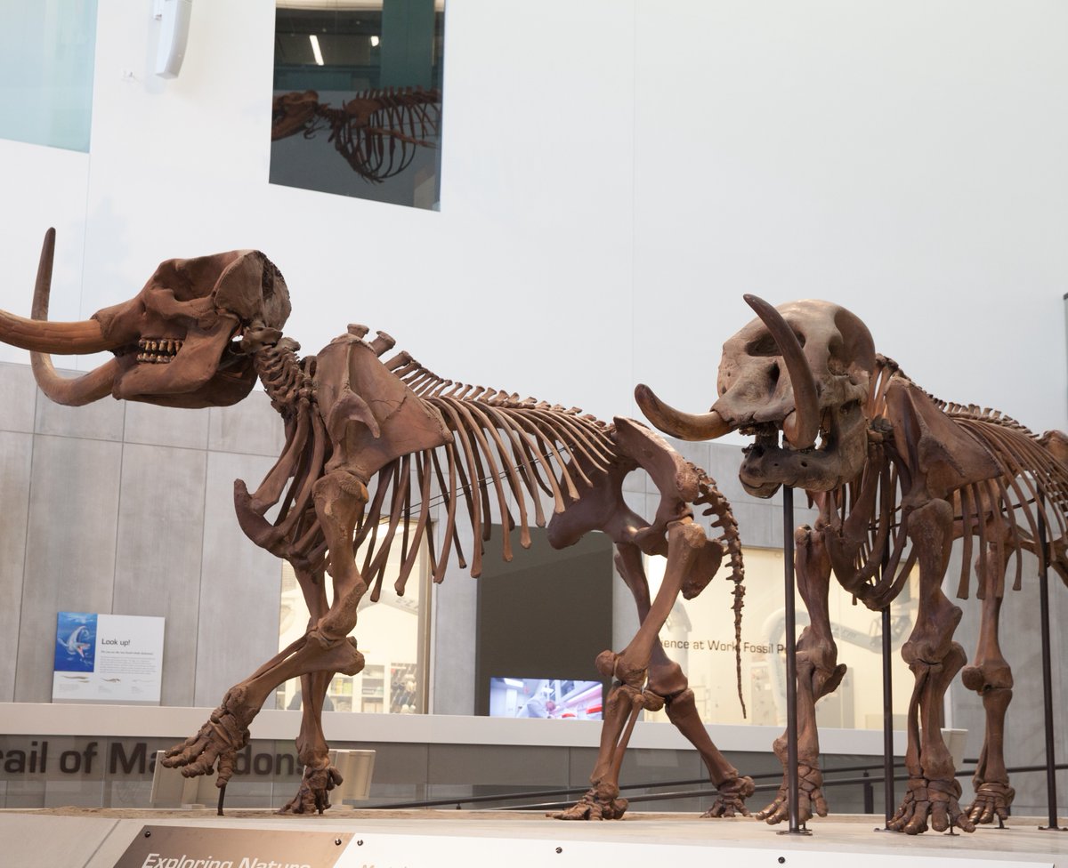 Happy #TriviaTuesday! Some fossil remains show evidence that Mastodons could contract which of the following diseases? A) Smallpox B) Tuberculosis C) Leprosy D) Measles Let us know your guesses in the comments!