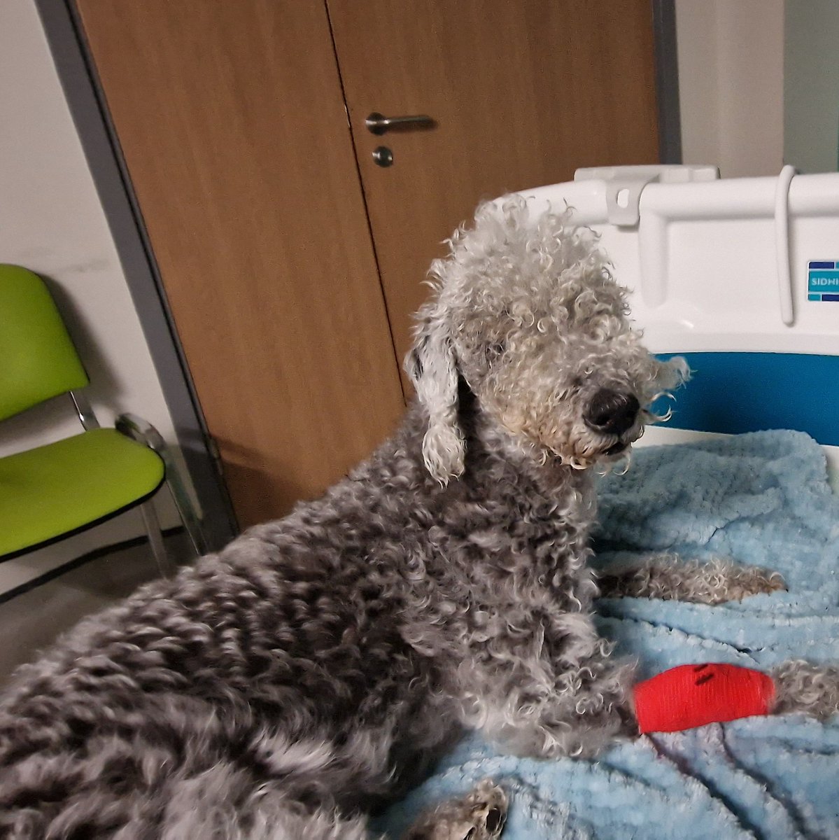 When you are in hospital and distressed cos your fur baby is having to be admitted into the nearby vet hospital too... and without blinking, the nurses on Wd 12 #NSECH say, 'Get her in for a cuddle first'. #NHSCare #PatientsFirst #ExtraMile #OutstandingTrust @NorthumbriaNHS