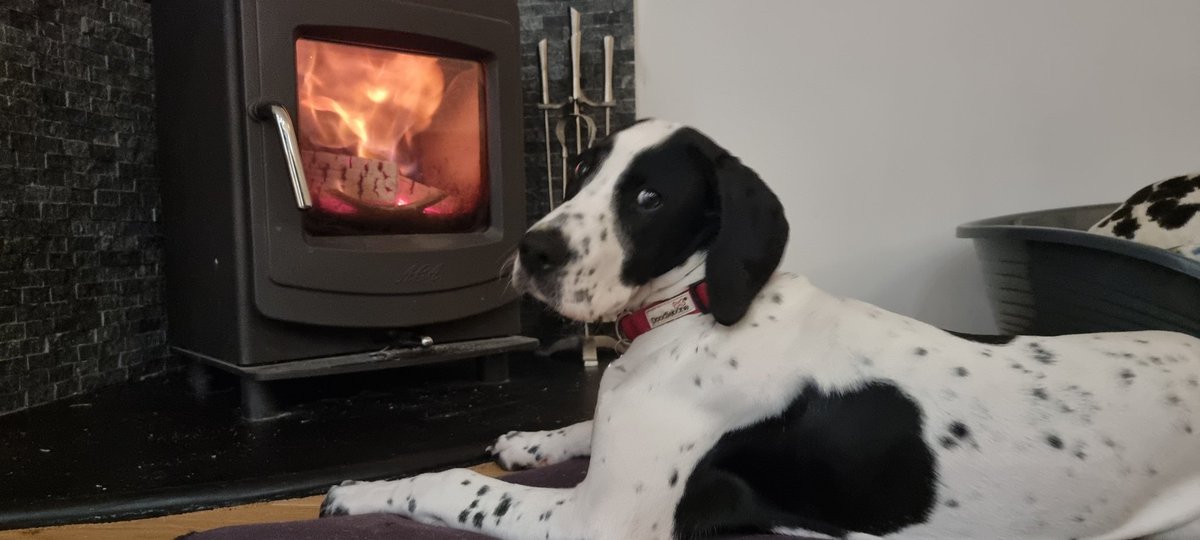 MarkH_Photo's tweet photo. Willow is certainly putting Hector in his place lately. Pole position in front of the log burner while he's in her bed! #SpottyDogs https://t.co/BBwrk4ZZp2