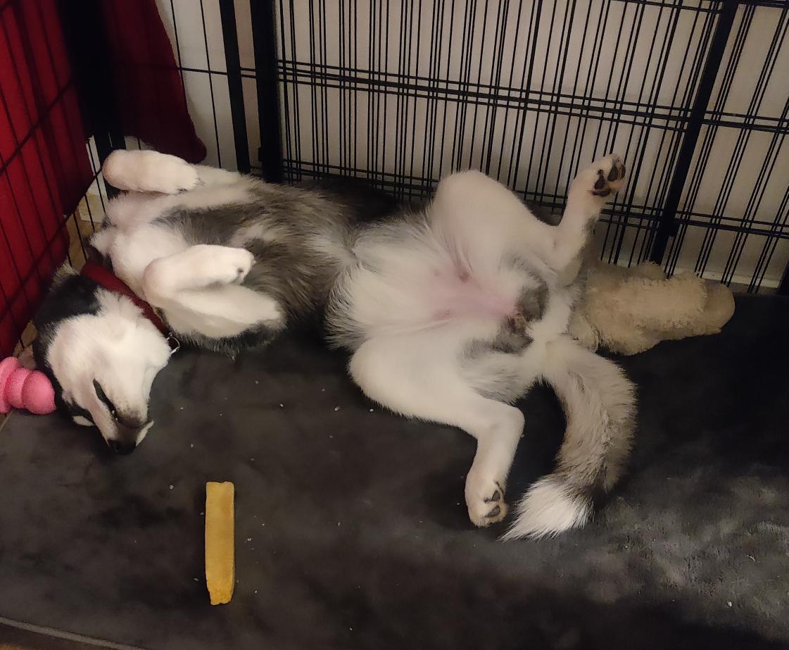 Hund mit Käsestick schläft komisch.