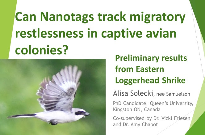 Wishful_Birding's tweet photo. 1/6 #BOUsci23 #SESH6
My research aims to elucidate the timing and intensity of migratory urge in an endangered songbird. This work will be used to help fill in data gaps in the full annual cycle for this imperilled subspecies.
#migration #conservation #loggerheadshrike https://t.co/5A56IiEKhl