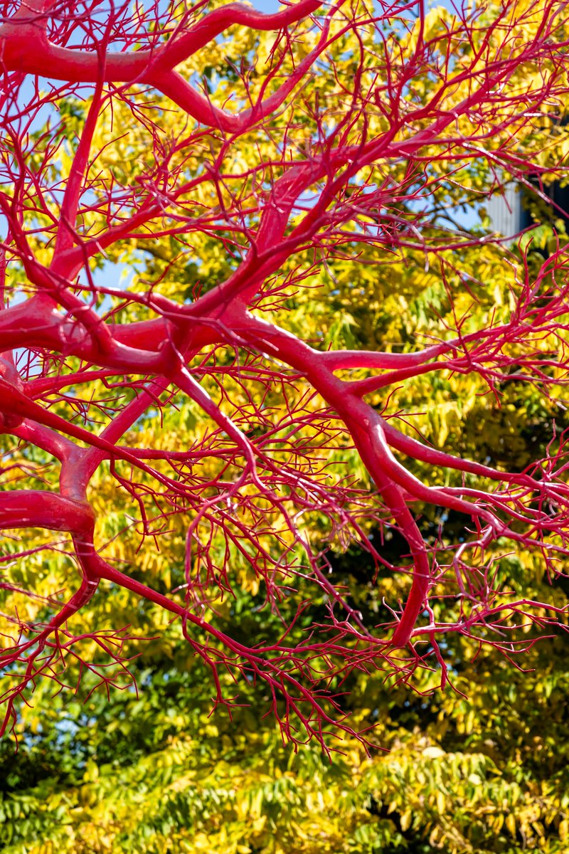 highlinenyc's tweet photo. Vibrant no matter the season. #HighLinePlinth
Pamela Rosenkranz, "Old Tree," 2023.
📸: Andrew Frasz https://t.co/0aUV8IUI0h