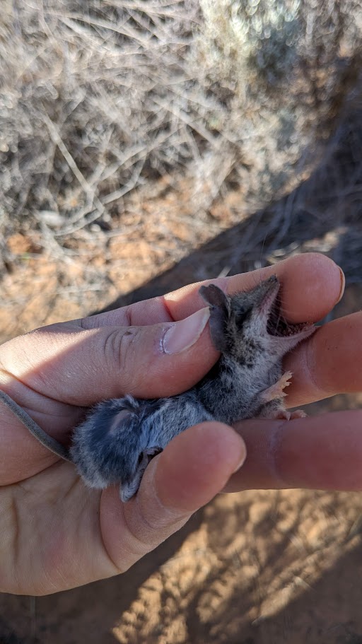 DrDunnart's tweet photo. I can only assume Shakespeare was talking about #dunnarts when he said
"Though she be but little, she is fierce"
Introducing the small but mighty Common dunnart (Sminthopsis murina), caught in pitfall trap surveys, Calperum Station, SA
#dunnarty #wildOz #ausmammals #marsupial https://t.co/S1hohgs5rj