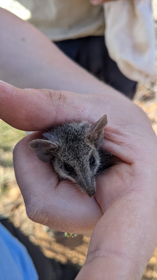 I can only assume Shakespeare was talking about #dunnarts when he said  
'Though she be but little, she is fierce' 
Introducing the small but mighty Common dunnart (Sminthopsis murina), caught in pitfall trap surveys, Calperum Station, SA 
#dunnarty #wildOz #ausmammals #marsupial