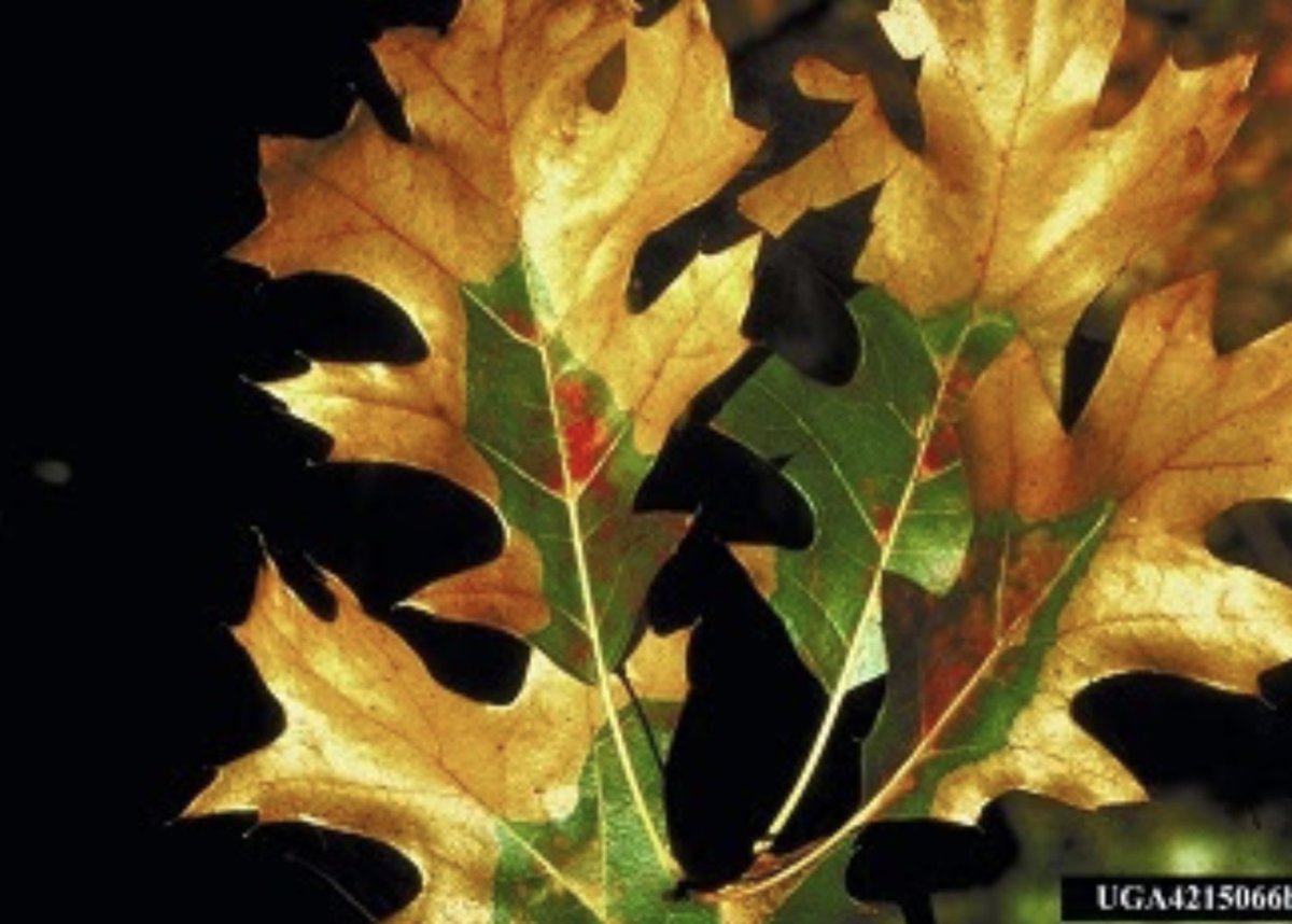 forest_network's tweet photo. Leaves are down, temperatures are cooler, and that means it’s prime time for pruning oak trees, which can be infected by the oak wilt fungus if they’re pruned during the high-risk period April 15 to July 15.

Read more: https://t.co/wUsBv8P0fn https://t.co/XIjwV8DCUt