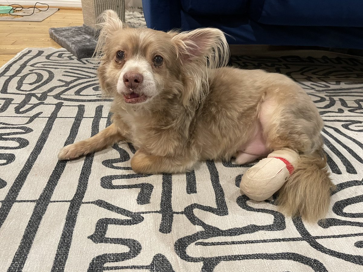 elizaskinner's tweet photo. Attn: Boo crew - 
Boo’s toe is broken, and after a year of striking and other veterinary mishaps we need to replenish the vet budget. So I’m selling Boo pins, with all the money going to his expensive vet habit. If you want one - you can get it here - https://t.co/Yf6OMwdxzA https://t.co/RBHtyT2x49