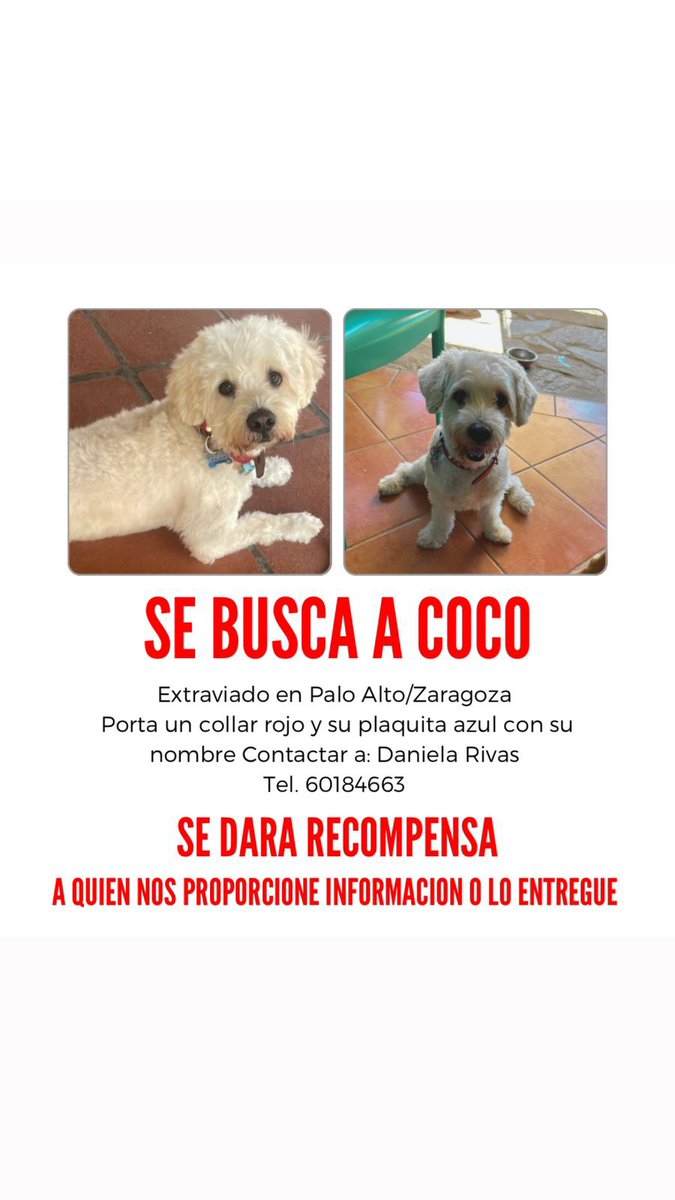 navasd7's tweet image. Me ayudan con un RT ‼️ @Beryz10 @CesarGodoyNi @ZaragozaSV