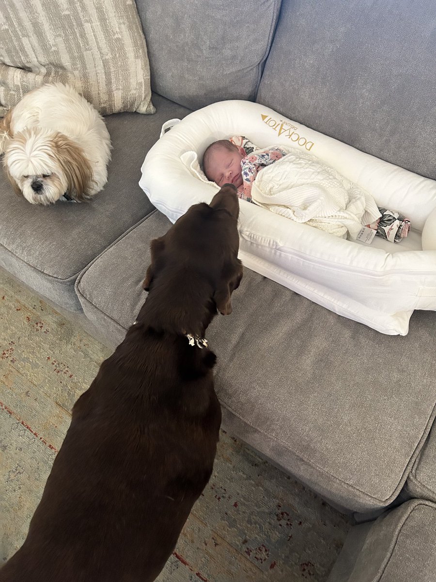 Yesterday we said goodbye to the best girl. Twelve years of memories. Rayne will be greatly missed.