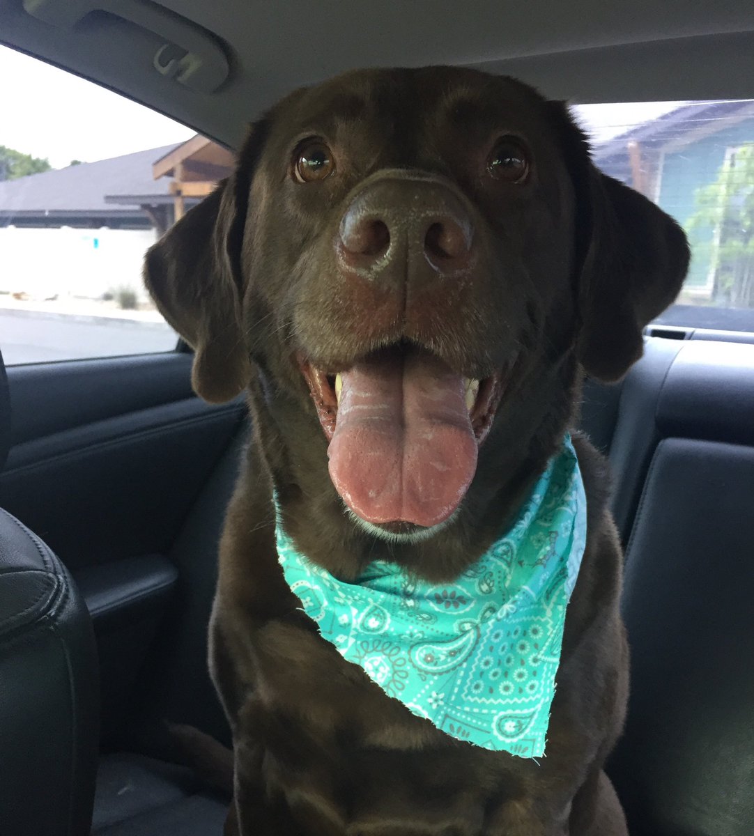 robforbus's tweet photo. Yesterday we said goodbye to the best girl. Twelve years of memories. Rayne will be greatly missed. https://t.co/VOKW8sdG8w