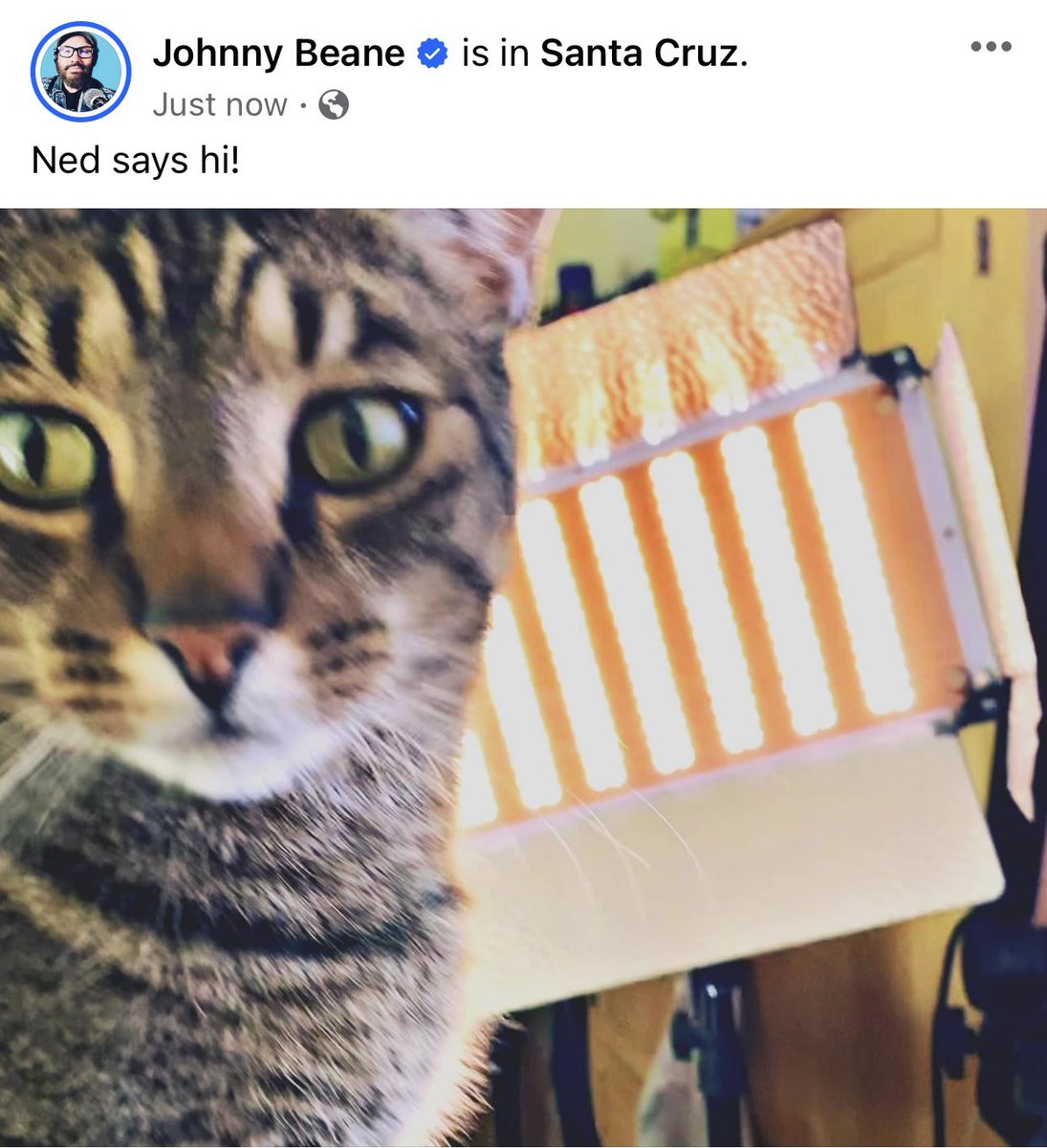 johnnybeane's tweet photo. Ned the cat says hi! https://t.co/Zn8mQvLJxn