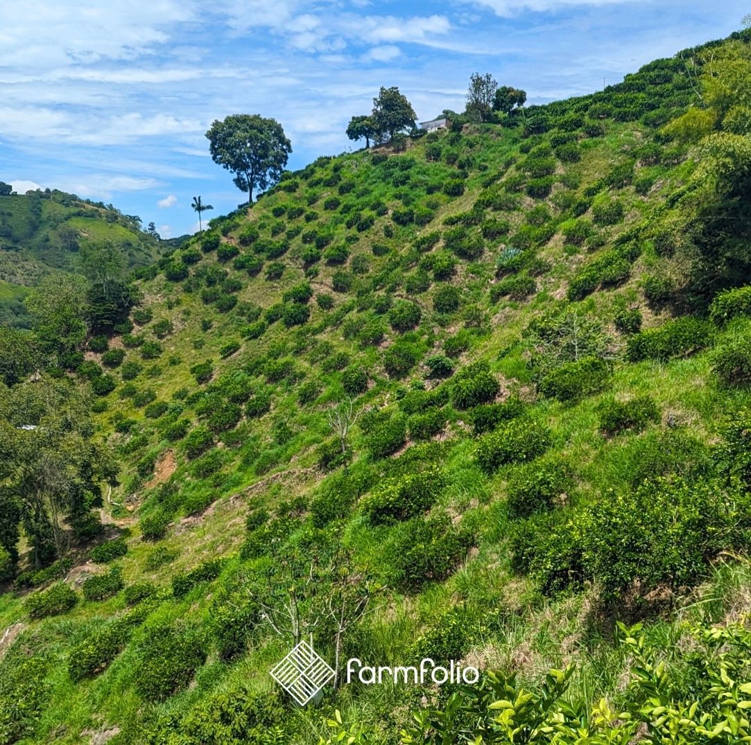 farmfolio's tweet photo. It's another beautiful day at our lime farms across the Andean region of Colombia! 🇨🇴

#farmland #farmlandinvesting #investmentopportunities #portfolio #Colombia #investincolombia https://t.co/vatqcpV6z1