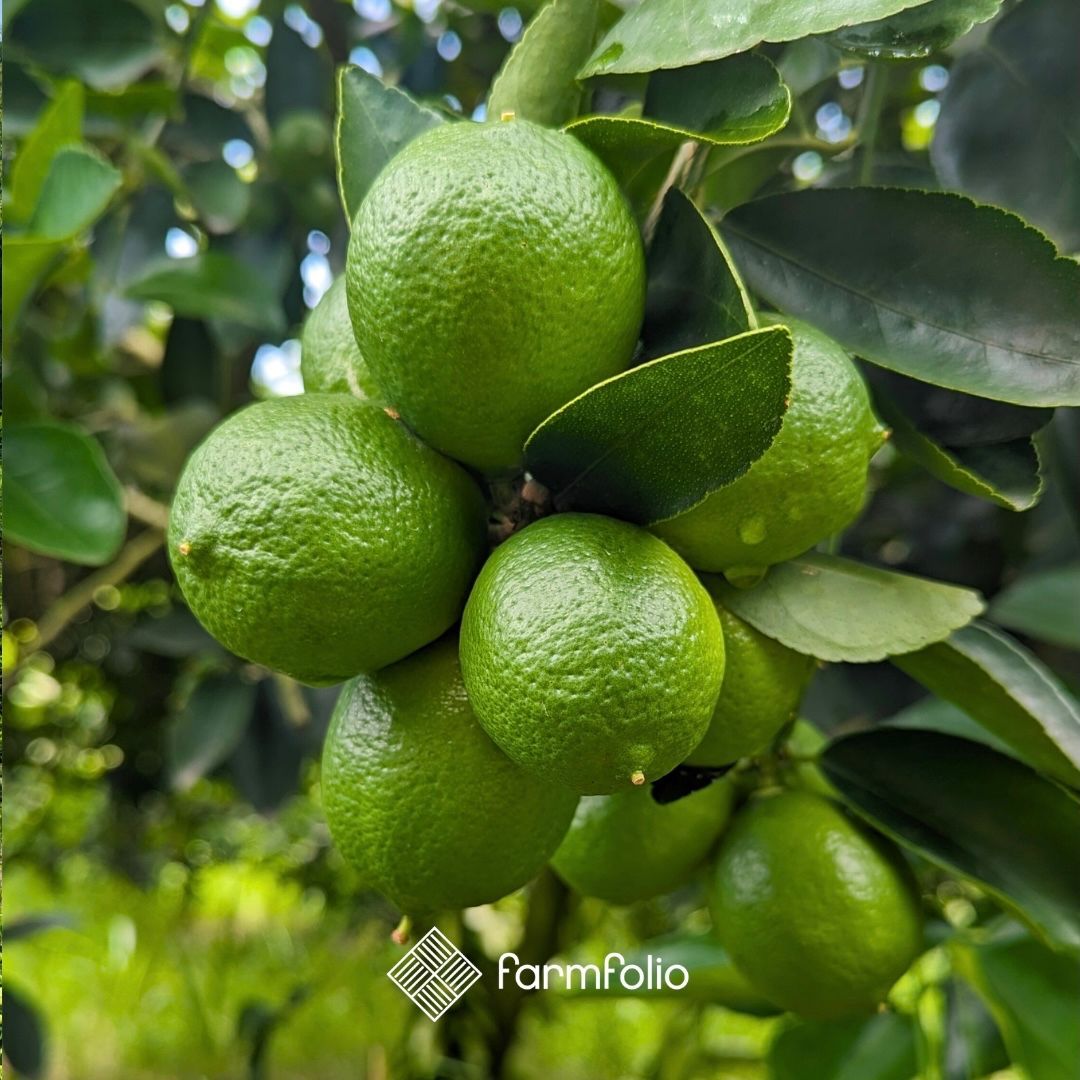 farmfolio's tweet photo. It's another beautiful day at our lime farms across the Andean region of Colombia! 🇨🇴

#farmland #farmlandinvesting #investmentopportunities #portfolio #Colombia #investincolombia https://t.co/vatqcpV6z1