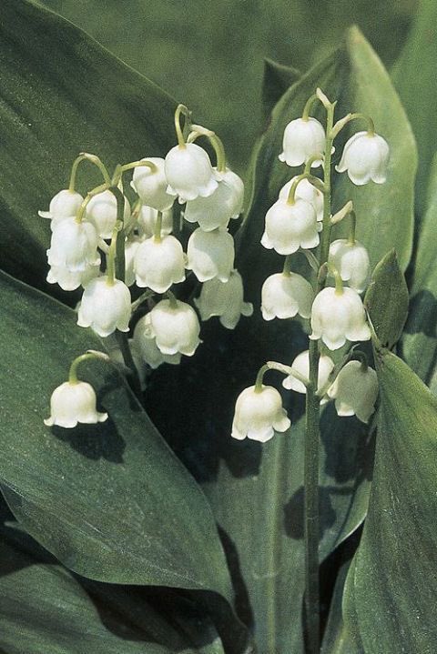 strawbiette's tweet photo. go to pinterest and search

“character”
“place”
“plant”
“animal”

qrt with the first pic that comes up :3 !!! https://t.co/VpzKPMBSDz