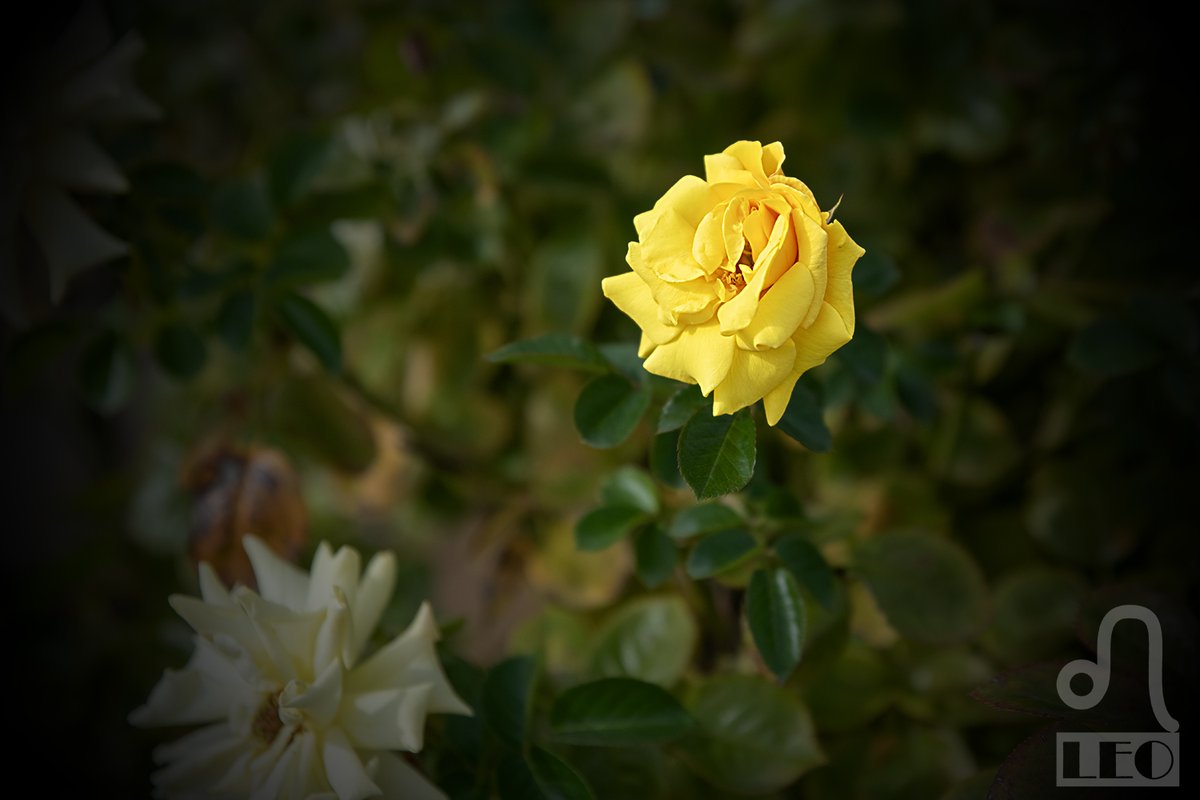 shishiza777's tweet photo. #バラ #Roses #ファーストインプレッション #first_impression
左下の「ALT」をクリックすると、花の説明が表示されます。もしこの画像を気に入って頂けたら、リポストしてもらえると嬉しいです https://t.co/XYSxzRb4n5