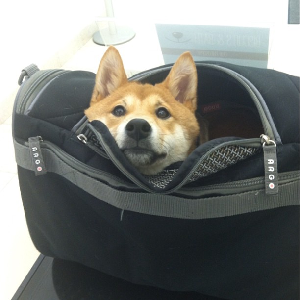 ShibaEveryHour's tweet photo. https://t.co/PLsdqZN54x