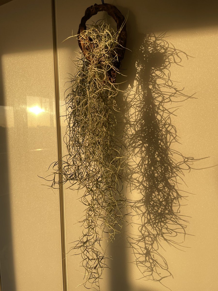 plants6666's tweet photo. おはようございます🌞
#KABOLO 入手品まだまだ有ります。昔枯らしてしまった #チランジアウスネオイデス をリベンジ入手。リング状の木にかけてみました🎄
#エアープランツ
#Tillandsia_usneoides https://t.co/LWiI6mJ9Xz