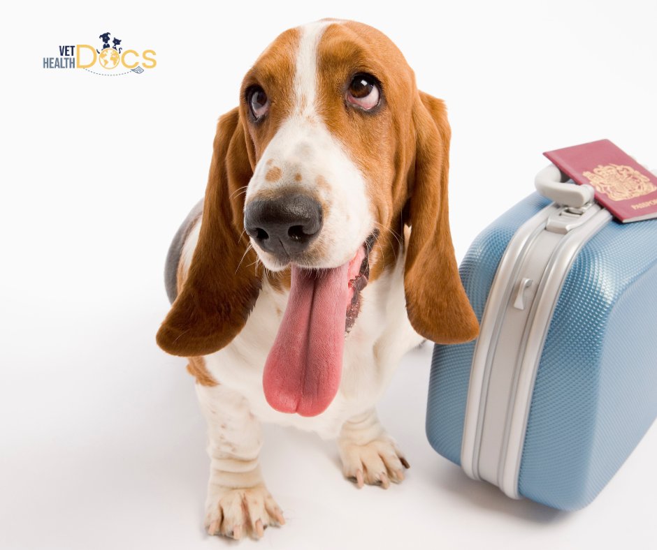 Each country has specific sets of rules when it comes to pet travel, and they all expect full compliance. Finding out the requirements for your destination can be time consuming for #vetclinics and #petowners and we make this process easy for everyone. vethealthdocs.com