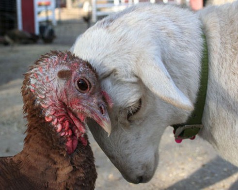 veganfuture's tweet photo. Love animals, don't eat them. #GoVegan https://t.co/aqaZn6fAdJ
