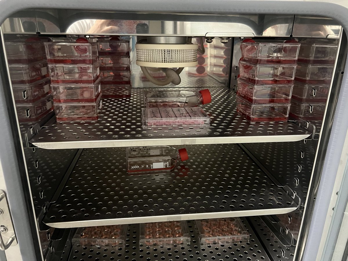 shanfrombeijing's tweet photo. Here is a sneak peek of my ongoing big experiments this week. One of my favourite tasks in the lab is to organize my stuff with limited space (my organizing skill is self-recognized world class 🤭🤭🤭🤭 https://t.co/Iizet6tsh5