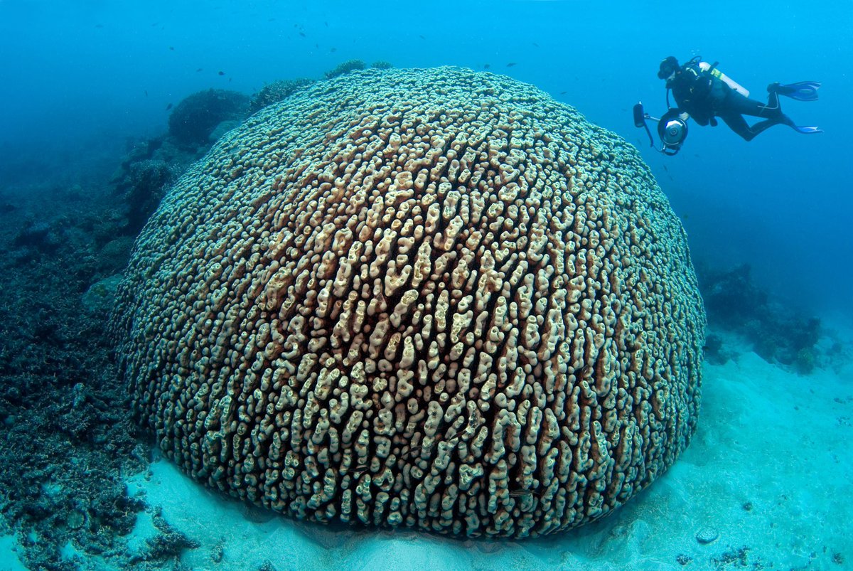 ScubaverseMedia's tweet photo. Find out all about the diving that #Australia has to offer in the Scubaverse Dive Guide! Discover the Australia destination page in the Scubaverse Dive Guide here:
https://t.co/S0FKbra3kD
#scuba #diving #dive #trip #travel #holiday #vacation #GBR #greatbarierreef @Australia https://t.co/zN5U1qft4r