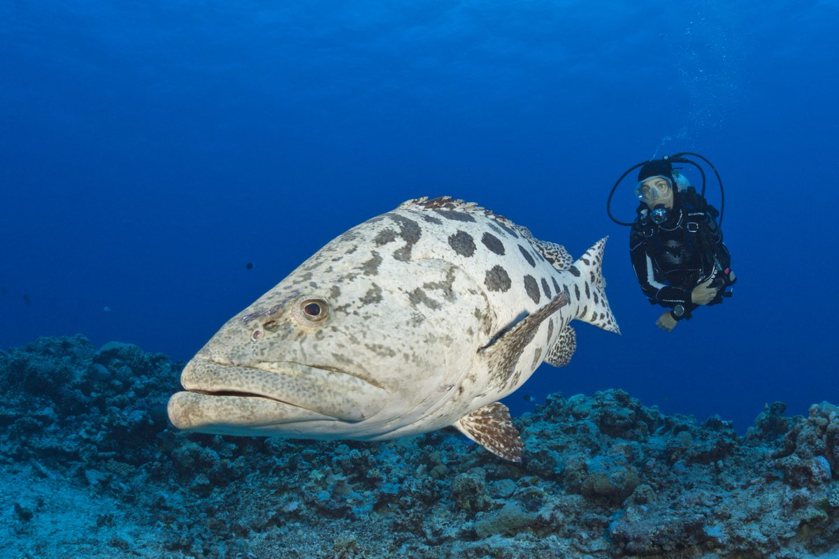 ScubaverseMedia's tweet photo. Find out all about the diving that #Australia has to offer in the Scubaverse Dive Guide! Discover the Australia destination page in the Scubaverse Dive Guide here:
https://t.co/S0FKbra3kD
#scuba #diving #dive #trip #travel #holiday #vacation #GBR #greatbarierreef @Australia https://t.co/zN5U1qft4r