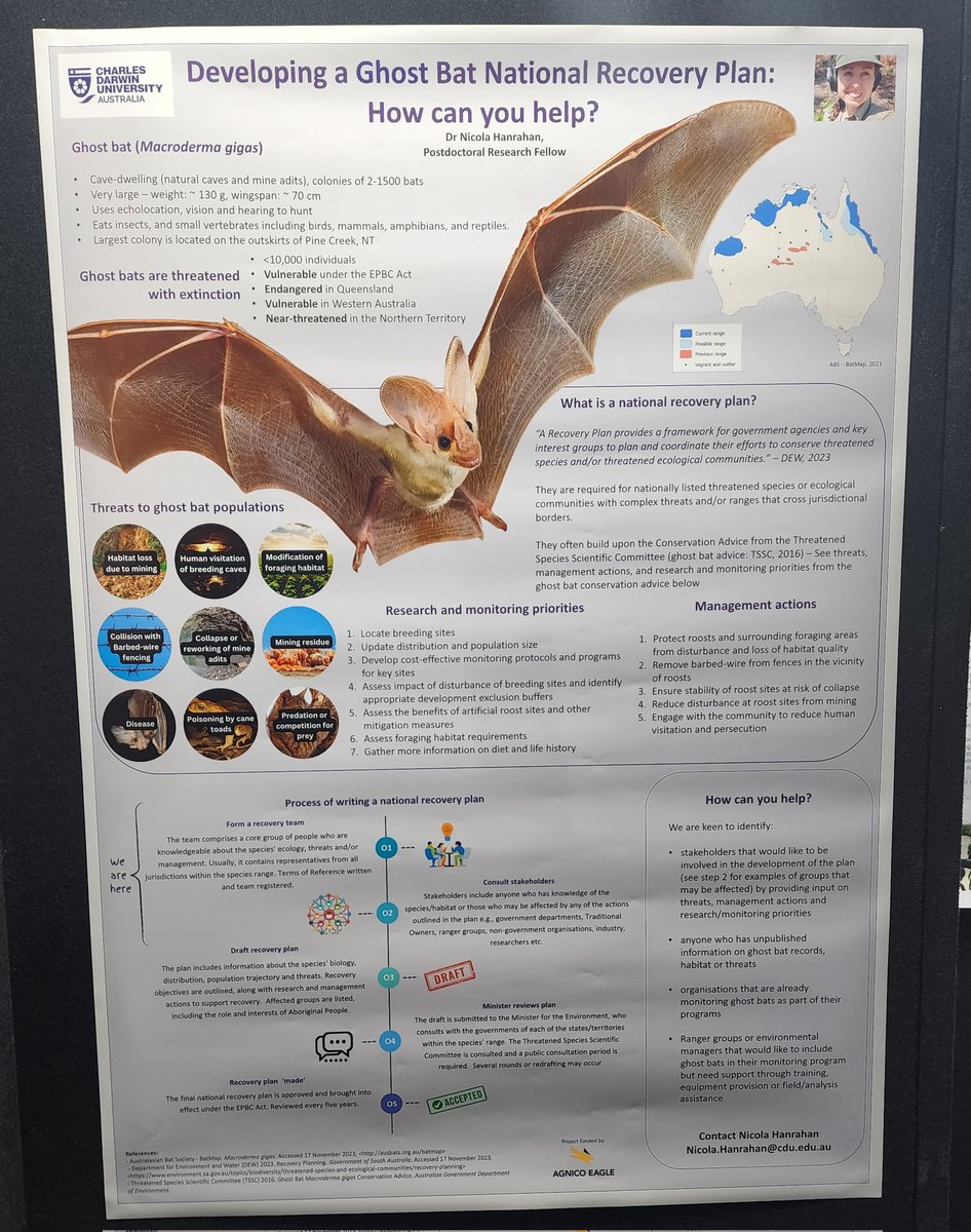 At the @TerritoryNRM conference today. Come by at the poster sessions and chat about ghost bat recovery with me! #TNRM2023 @RIELresearch gb 📷 by Bruce Thomson