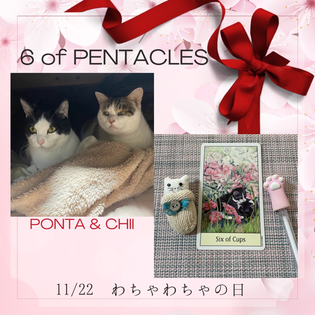 oraclerinko's tweet image. 11/22わちゃわちゃの日💖外の世界の人間関係を見て自分の内側、心の状態がわかります。人との関わりがあなたの心を癒し、良い関係を築けます。人と関わることを楽しみましょう🥰 #6ofCUPS #タロット #猫