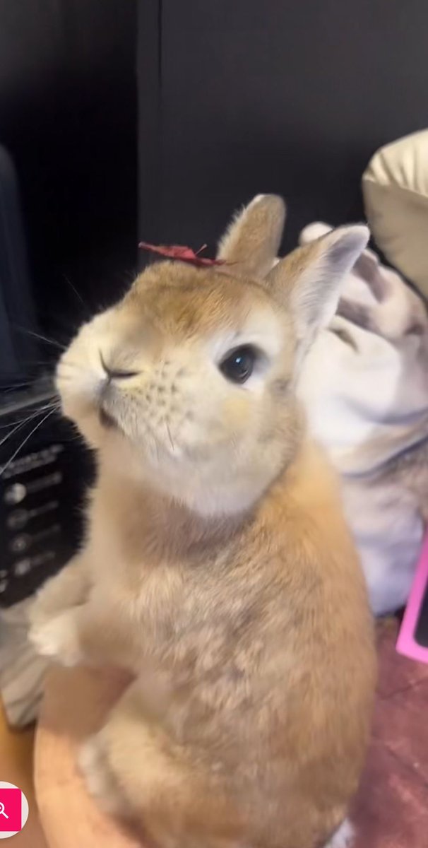 🐰🍁✨
なにに変身すると思う？
#BlackFriday #うさぎ #紅葉見にいこうよう #紅葉スポット