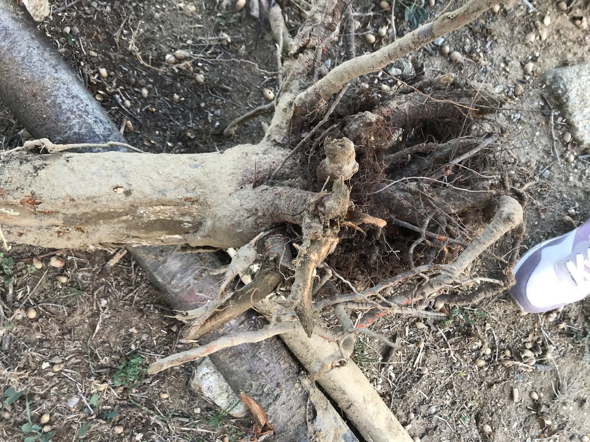 TeiaG2012's tweet photo. Avui he fet arrancar diversos cirerers i pruneres q presentaven #gomosi molt abundant i extesa x tota la planta 👉🏾Arrels recargolades amb creixement horitzontal i petits forats a nivell de coll d’arrel🤦🏽‍♀️👉🏾👉🏾compactació del sòl a poca fondària i larves de  #Capnodis tenebrionis. https://t.co/Dq59IcxN46