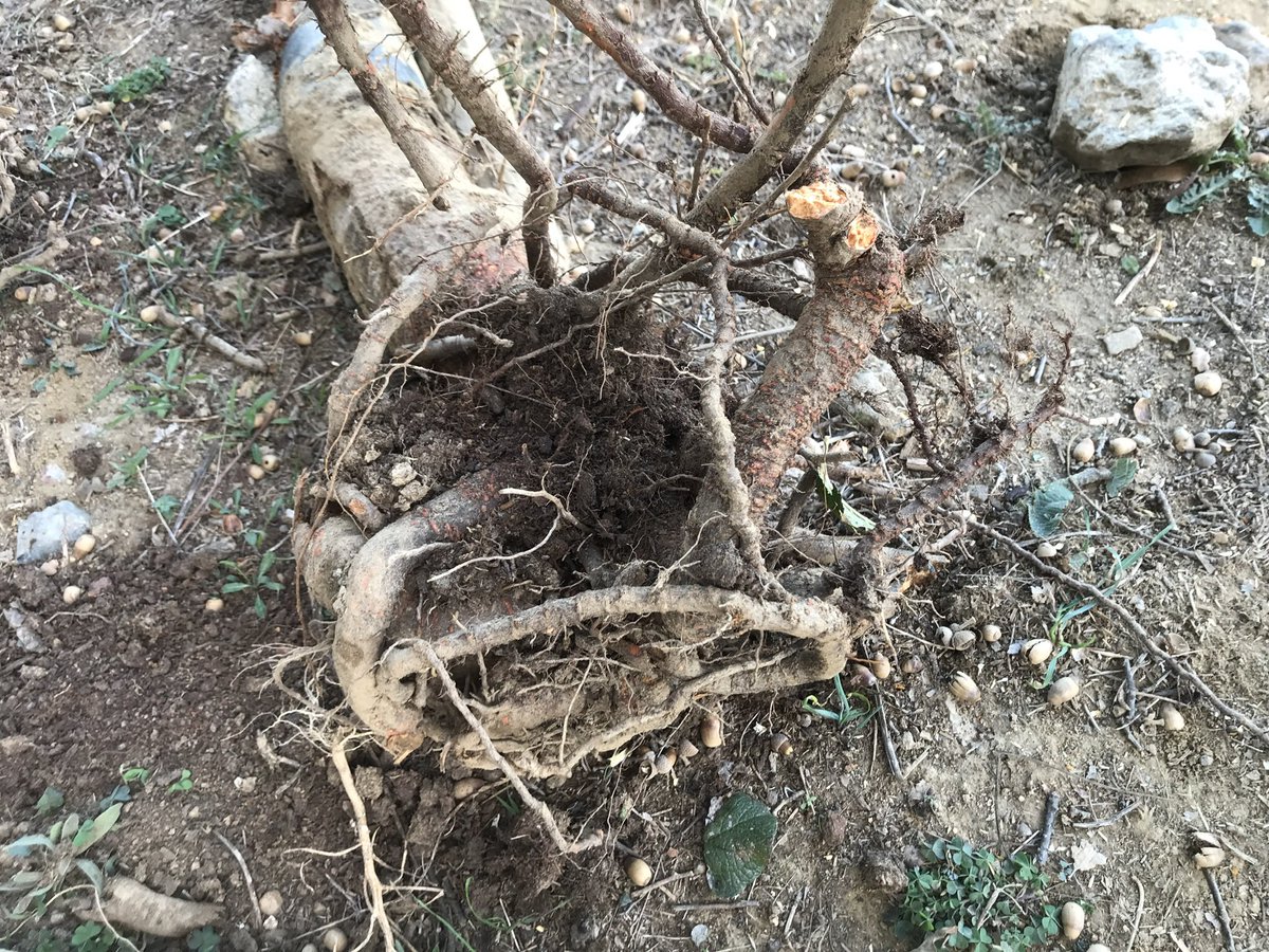 TeiaG2012's tweet photo. Avui he fet arrancar diversos cirerers i pruneres q presentaven #gomosi molt abundant i extesa x tota la planta 👉🏾Arrels recargolades amb creixement horitzontal i petits forats a nivell de coll d’arrel🤦🏽‍♀️👉🏾👉🏾compactació del sòl a poca fondària i larves de  #Capnodis tenebrionis. https://t.co/Dq59IcxN46