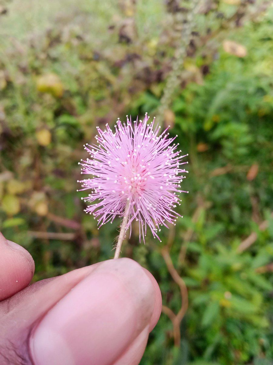 Justin_EEE_'s tweet photo. Beautiful flower https://t.co/rmEPW1W2W3