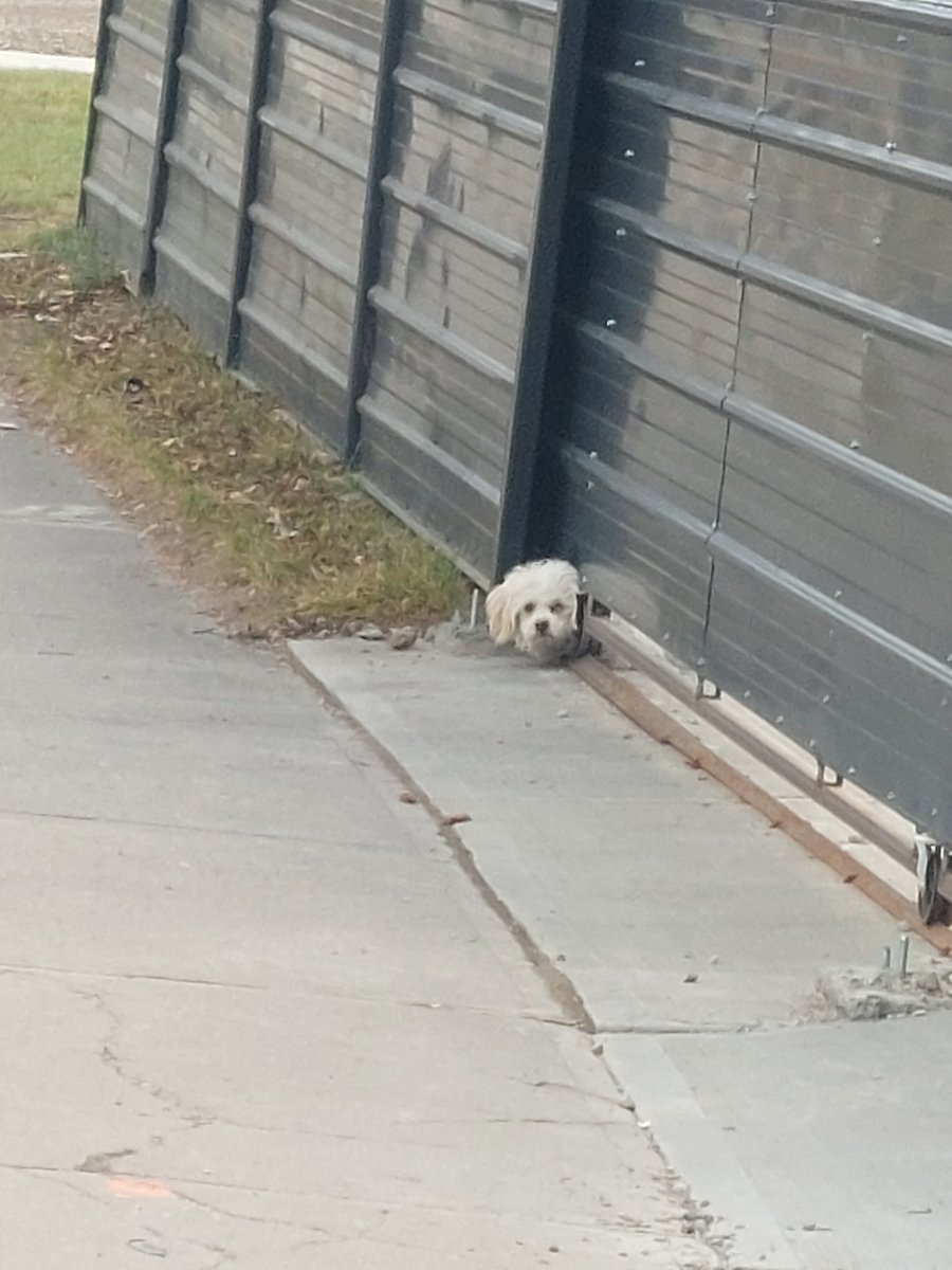 WalkingCalgary's tweet photo. We'll be spending the next 10+ days walking the streets of #Falconridge in NE #Calgary.
Today was our first day there, going a distance of 2.89 km.
https://t.co/Ok1Dg3Krdn
#yyc https://t.co/BkdmDIH8Zo