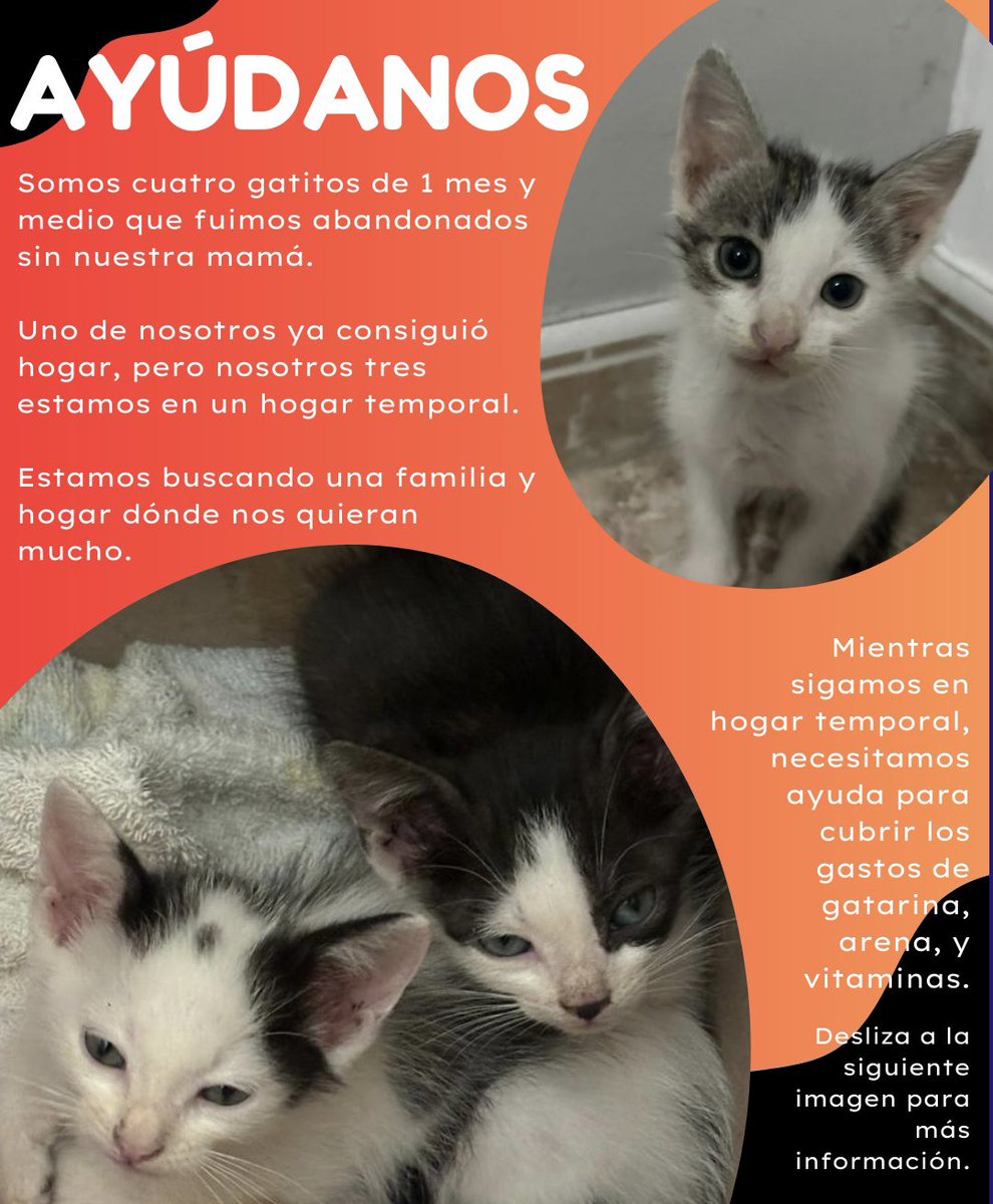 DreiGatitos's tweet image. ¿Recuerdan a los gatitos que abandonaron en el parque la semana pasada? Logramos ubicarles un hogar temporal y se encuentran en adopción en Caracas 🙌🏻

Ayúdanos a difundir para encontrarles hogar y pagar sus gastos mientras están en el hogar temporal 🙏🏼

Contacto: 04126114033