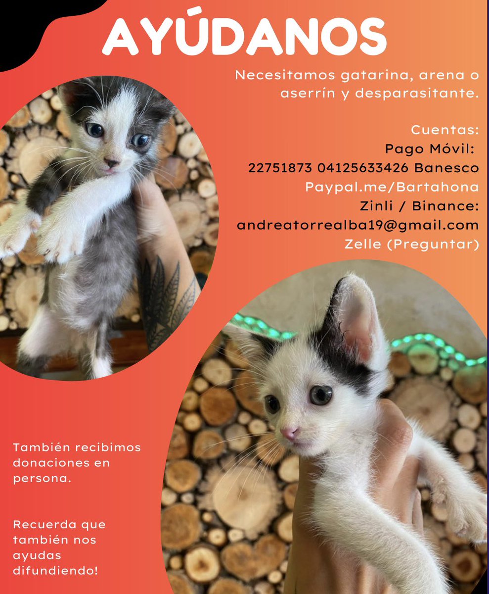 DreiGatitos's tweet image. ¿Recuerdan a los gatitos que abandonaron en el parque la semana pasada? Logramos ubicarles un hogar temporal y se encuentran en adopción en Caracas 🙌🏻

Ayúdanos a difundir para encontrarles hogar y pagar sus gastos mientras están en el hogar temporal 🙏🏼

Contacto: 04126114033