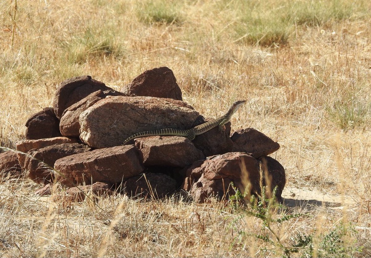 Eureka!!! We built a bunch of rock piles scattered around our block in the hope that they would provide habitat for any of the local reptiles. This one is getting a vote of confidence from one of the sand monitors (Varanus gouldii) that live here🦎 #Gnurlunga #YamajiCountry