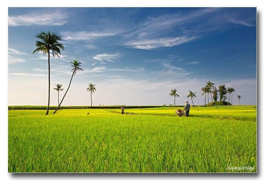 Tuyetdung2001's tweet photo. Cánh đồng tỏi ở Lý Sơn https://t.co/tbI1YXineV