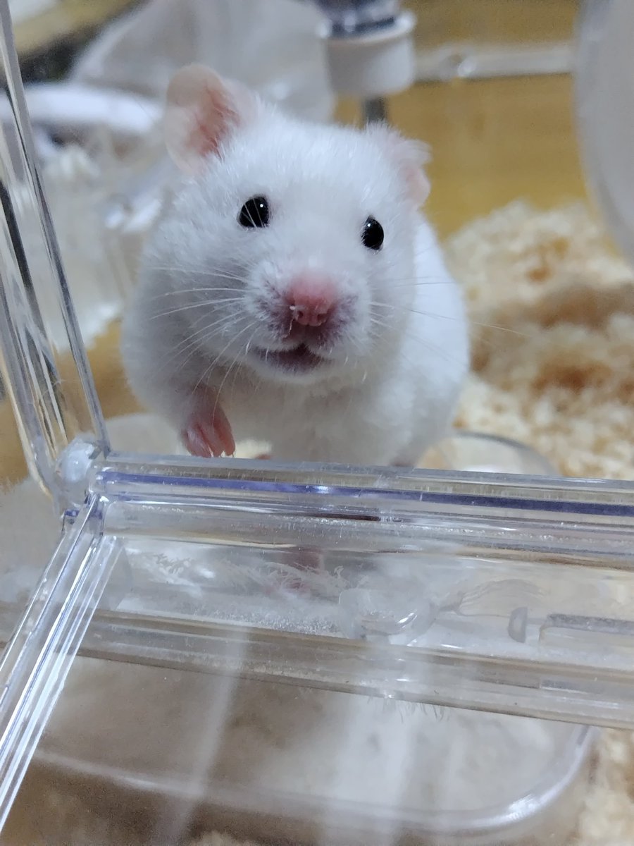 karura_0481's tweet photo. 今日のシロップ
ニッコリ笑顔のシロップくん🐹
起きたてなので左耳がねてます🥰
#ハムスター https://t.co/f2sNHkyV5F