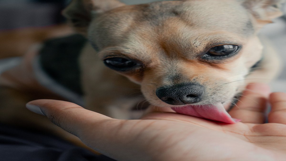 sage_s65739624's tweet photo. Dogs will lick someone to show you that they love you and give you kisses, but there are a few additional reasons why you can get a slobbery hand or face. #Dogs #Dogs_Behavior #Pets #Puppy #Why_Do_Dogs_Lick_You?

https://t.co/VqeGa4d72A https://t.co/iYiTTFJF3s
