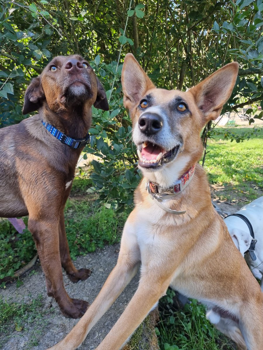 planetazarpa's tweet photo. Hola gente bonita 🐾
Hoy el día va de trillizos ricos😋Guapos a rabiar y súper parecidos físicamente.
#Robin, mirada noble, sonrisa tímida y ponle una pelota y lo haces feliz.
#UnhogarparaRobin 🙏🏼
#Adoptaycambiaunavida https://t.co/6DwihCHhG0